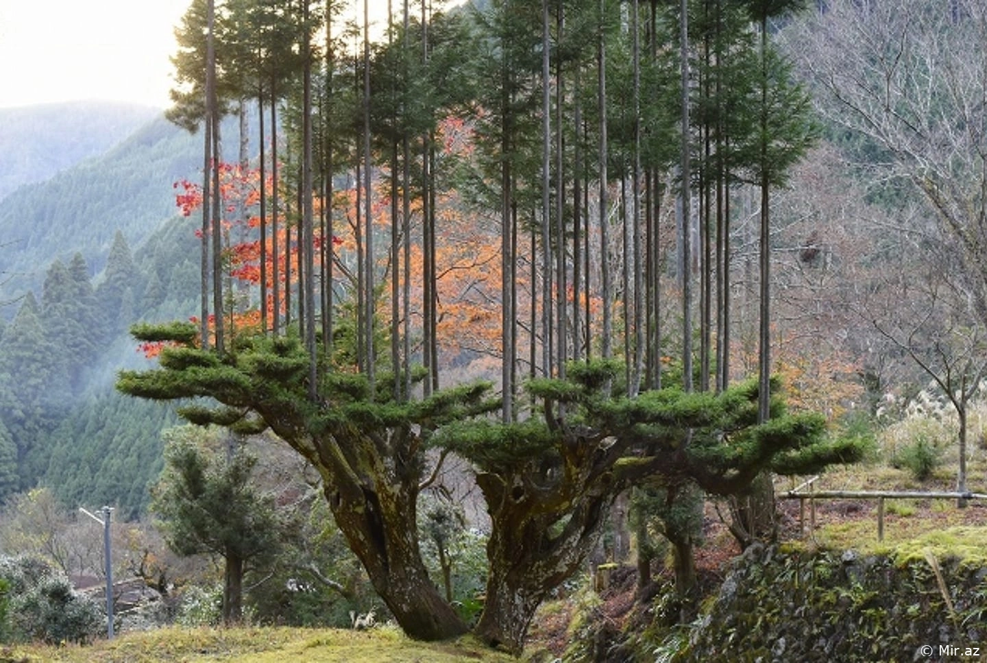 Japonların 700 Yıllık Odun Üretim Tekniği: Daisugi ile Ağaç Kesmeden İnşaat İçin Mükemmel Ahşap!
