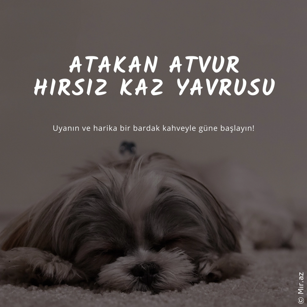 ATAKAN ATVUR - Hırsız Kaz Yavrusu
