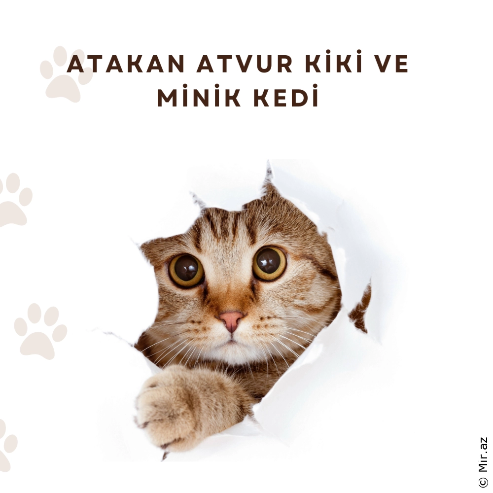 ATAKAN ATVUR - Kiki ve Minik Kedi