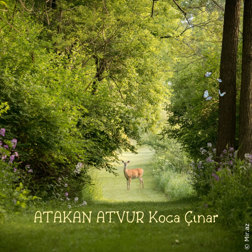 ATAKAN ATVUR - Koca Çınar
