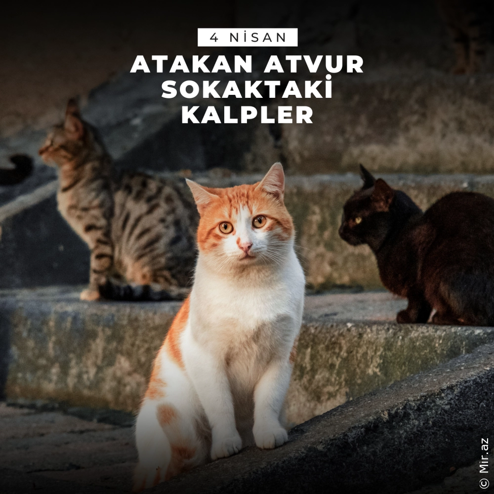 ATAKAN ATVUR - Sokaktaki Kalpler