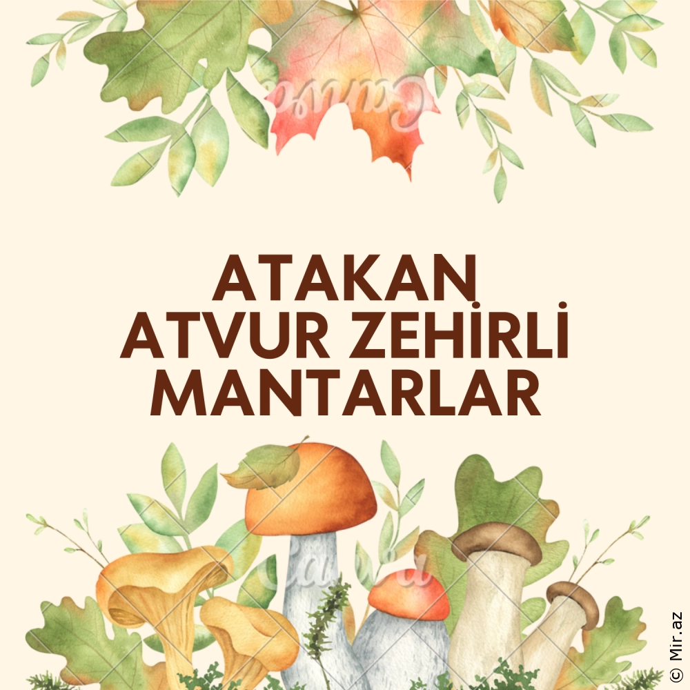ATAKAN ATVUR - Zehirli Mantarlar