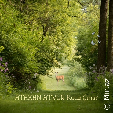 ATAKAN ATVUR - Koca Çınar